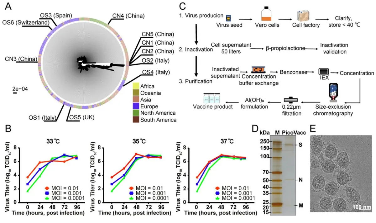 Development of an inactivated vaccine candidate for SARS-CoV-2 | Science