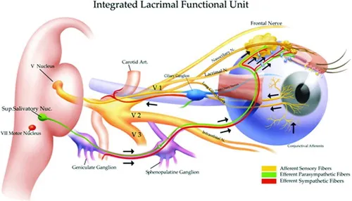 Dry Eye as a Mucosal Autoimmune Disease