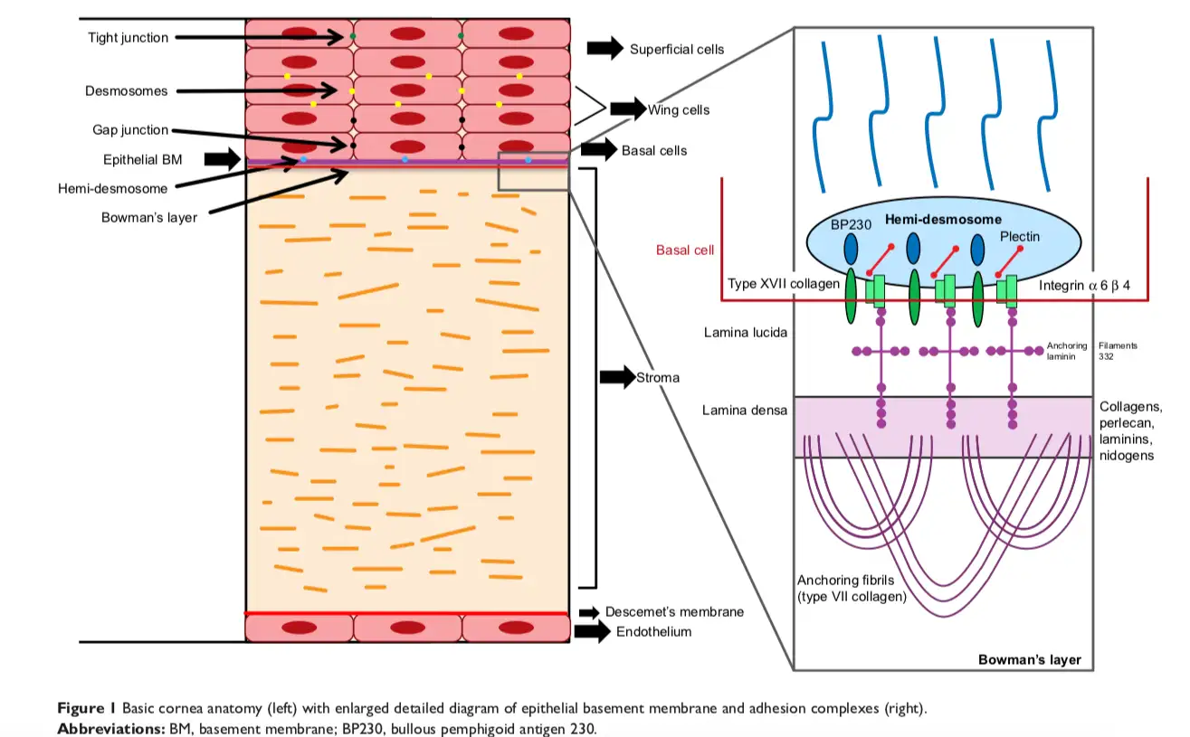 Recurrent corneal erosion: a comprehensive review by Miller et.al.