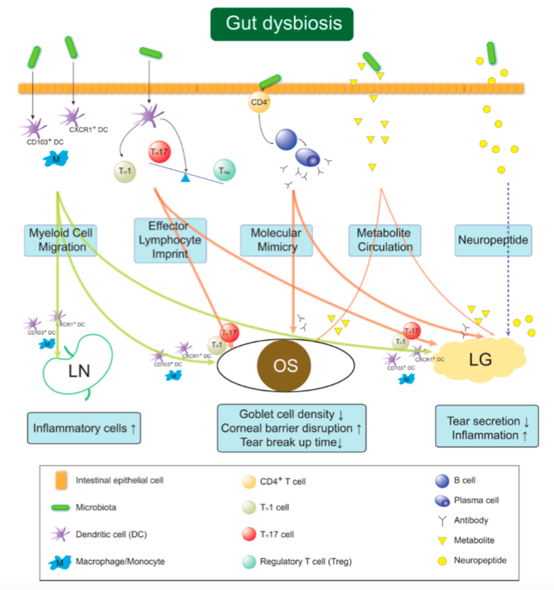 Can Gut Microbiota Affect Dry Eye Syndrome? by Moon et al.