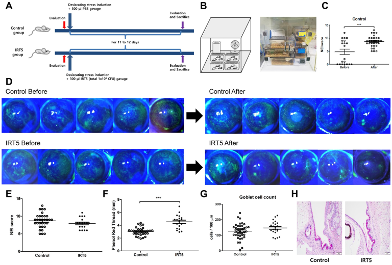 Effect of IRT5 probiotics on dry eye in the experimental dry eye mouse model