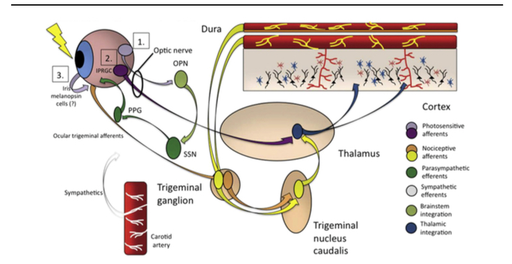 Highlights from Dr. Galor’s article, “What can photophobia tell us about dry eye?”